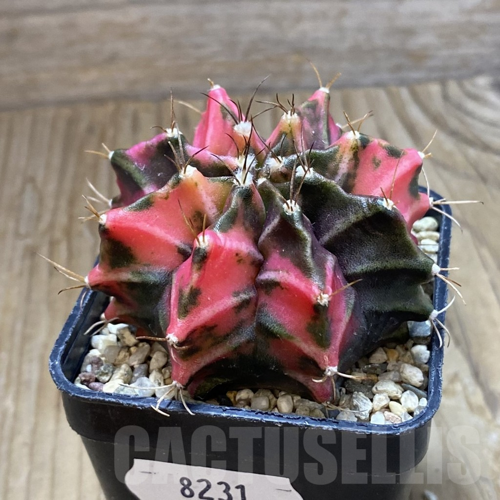 SH8231 Gymnocalycium mihanovichii f. variegata, seedling - Image 2