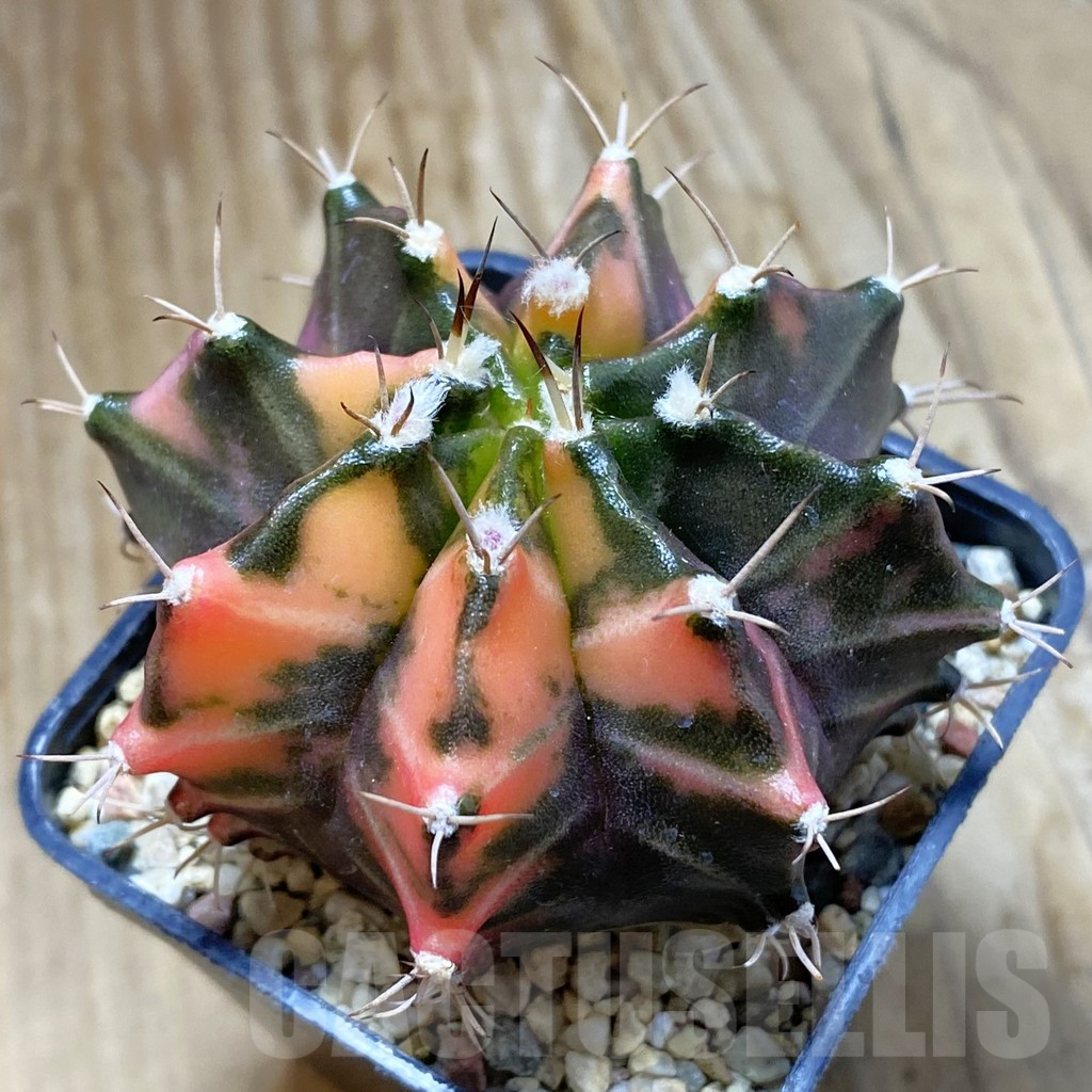 SH8232 Gymnocalycium mihanovichii f. variegata, seedling