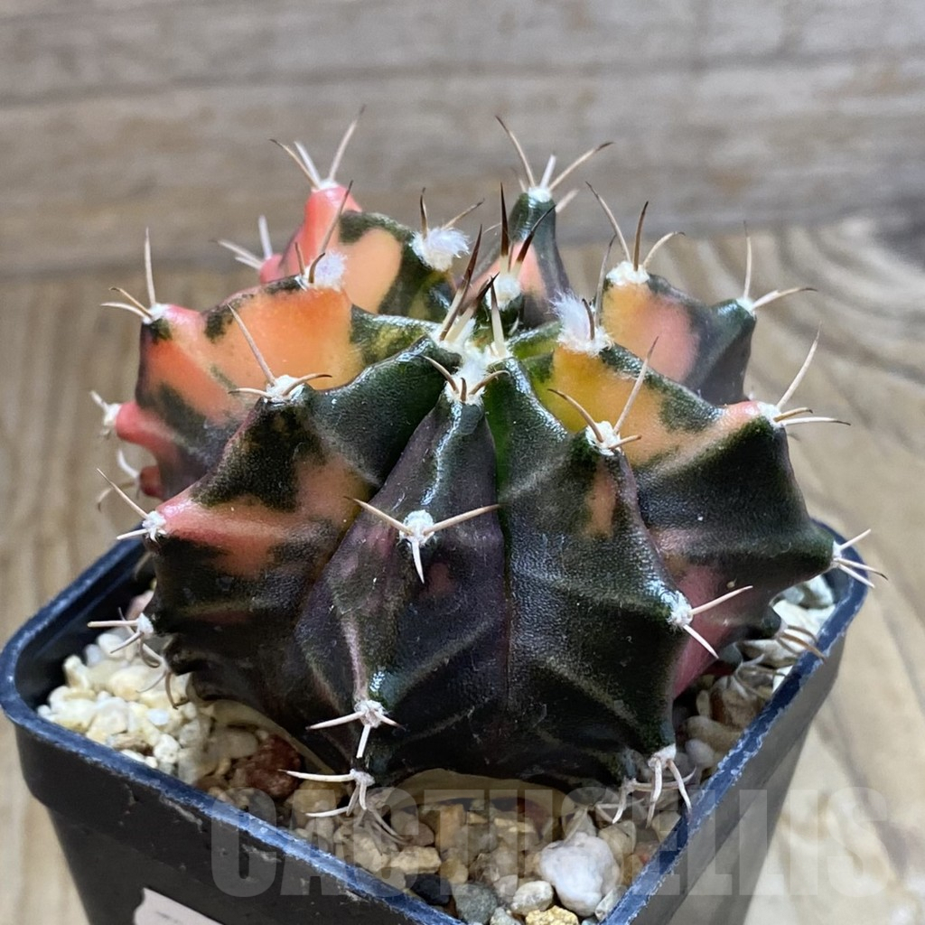 SH8232 Gymnocalycium mihanovichii f. variegata, seedling - Зображення 2