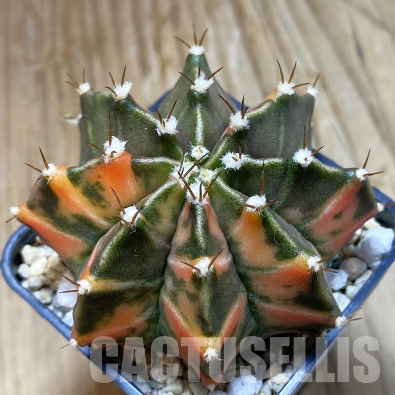 SH8234 Gymnocalycium mihanovichii f. variegata, seedling