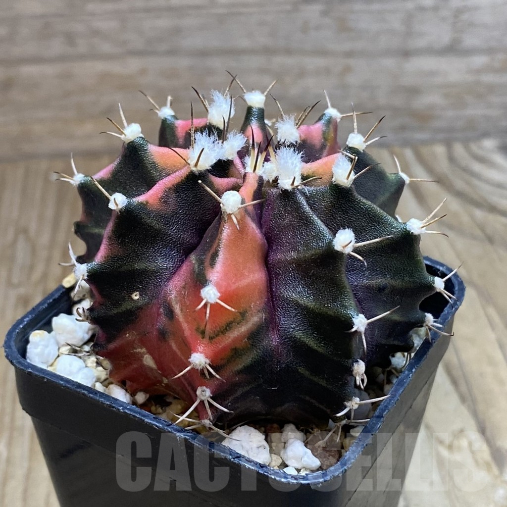 SH8235 Gymnocalycium mihanovichii f. variegata, seedling - Image 2