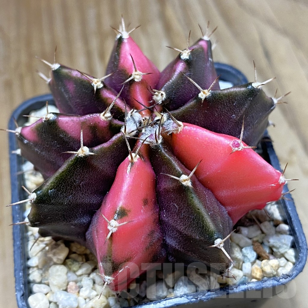 SH8236 Gymnocalycium mihanovichii f. variegata, seedling
