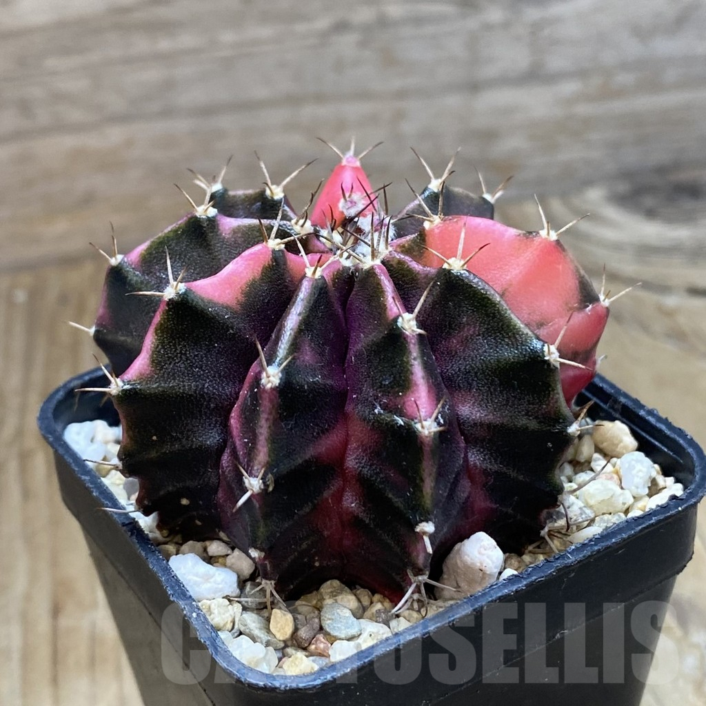 SH8236 Gymnocalycium mihanovichii f. variegata, seedling - Image 2