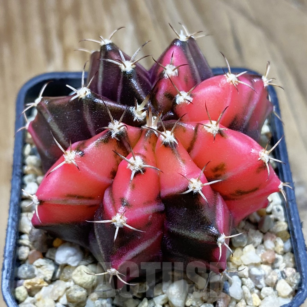 SH8237 Gymnocalycium mihanovichii f. variegata, seedling