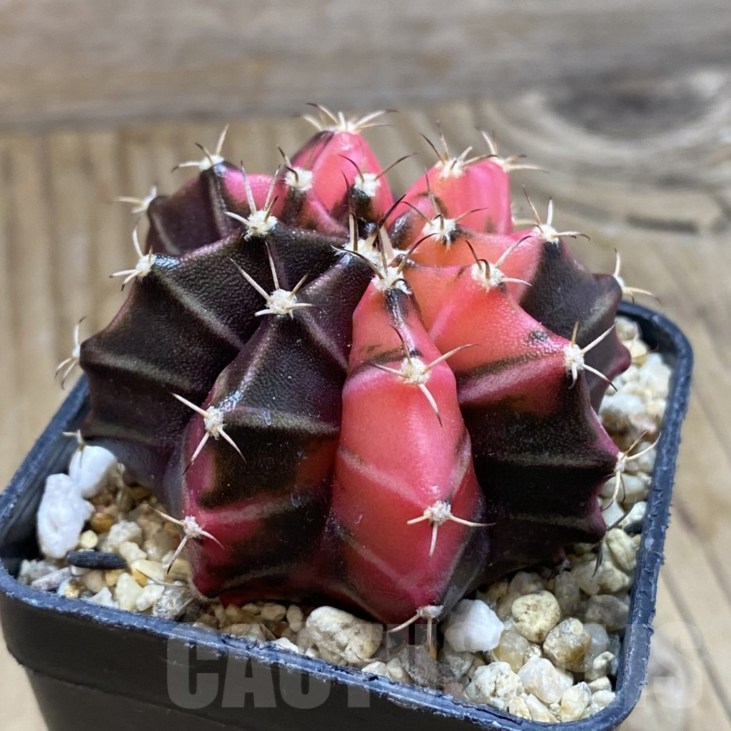 SH8237 Gymnocalycium mihanovichii f. variegata, seedling - Image 2