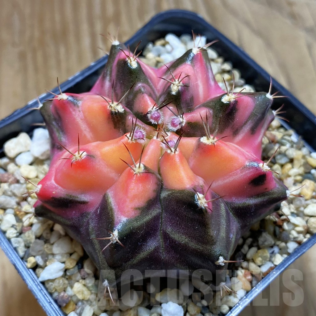 SH8239 Gymnocalycium mihanovichii f. variegata, seedling - Obrázek 2