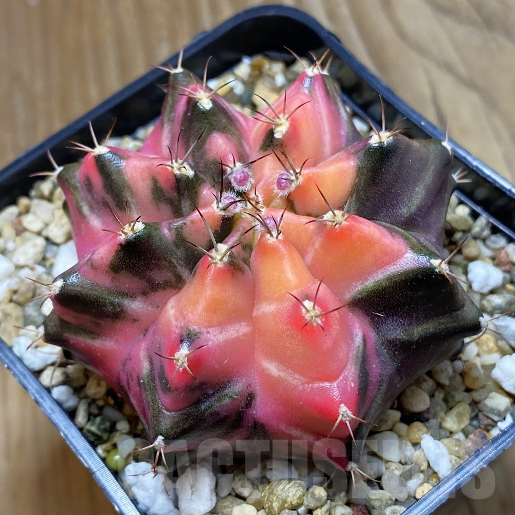 SH8239 Gymnocalycium mihanovichii f. variegata, seedling