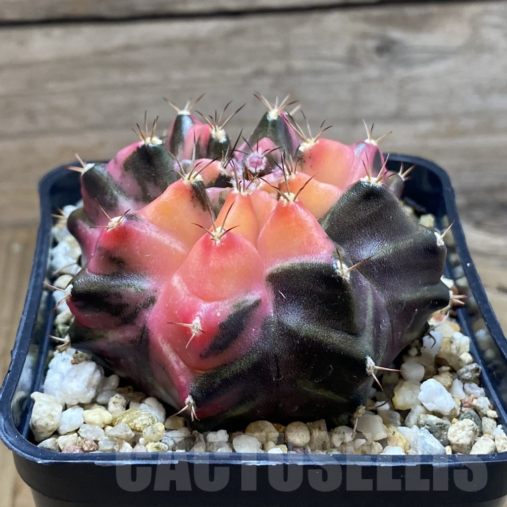 SH8239 Gymnocalycium mihanovichii f. variegata, seedling - Obrázek 3