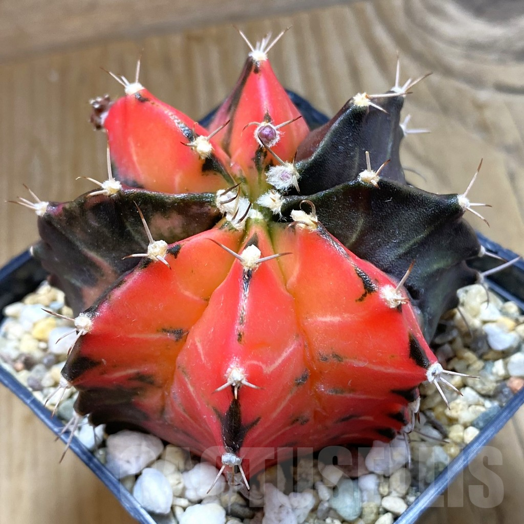 SH8242 Gymnocalycium mihanovichii f. variegata, seedling
