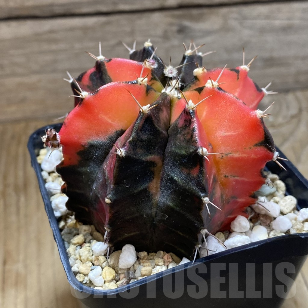 SH8242 Gymnocalycium mihanovichii f. variegata, seedling - Image 2
