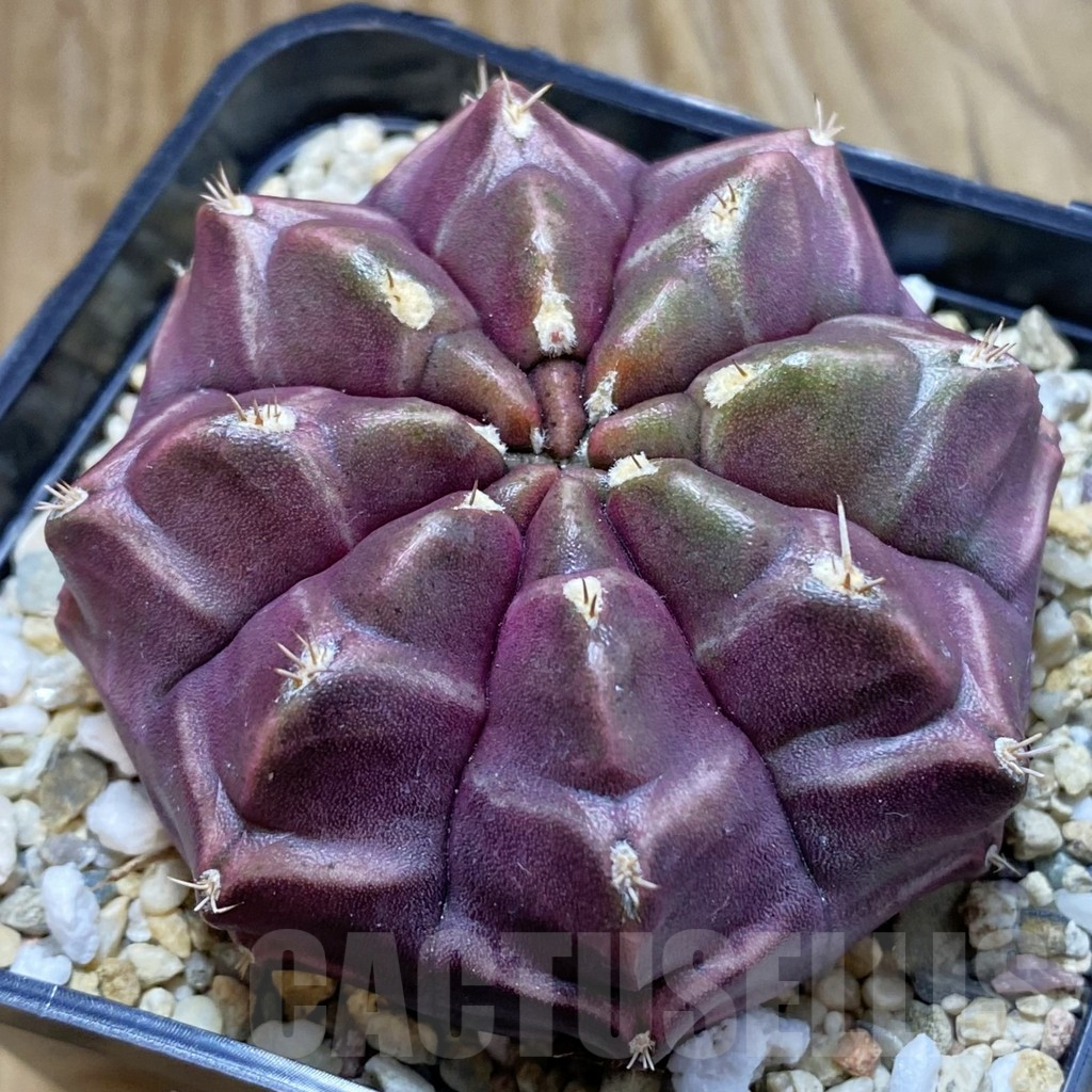 SH8243 Gymnocalycium mihanovichii ‘Day Dream’, seedling
