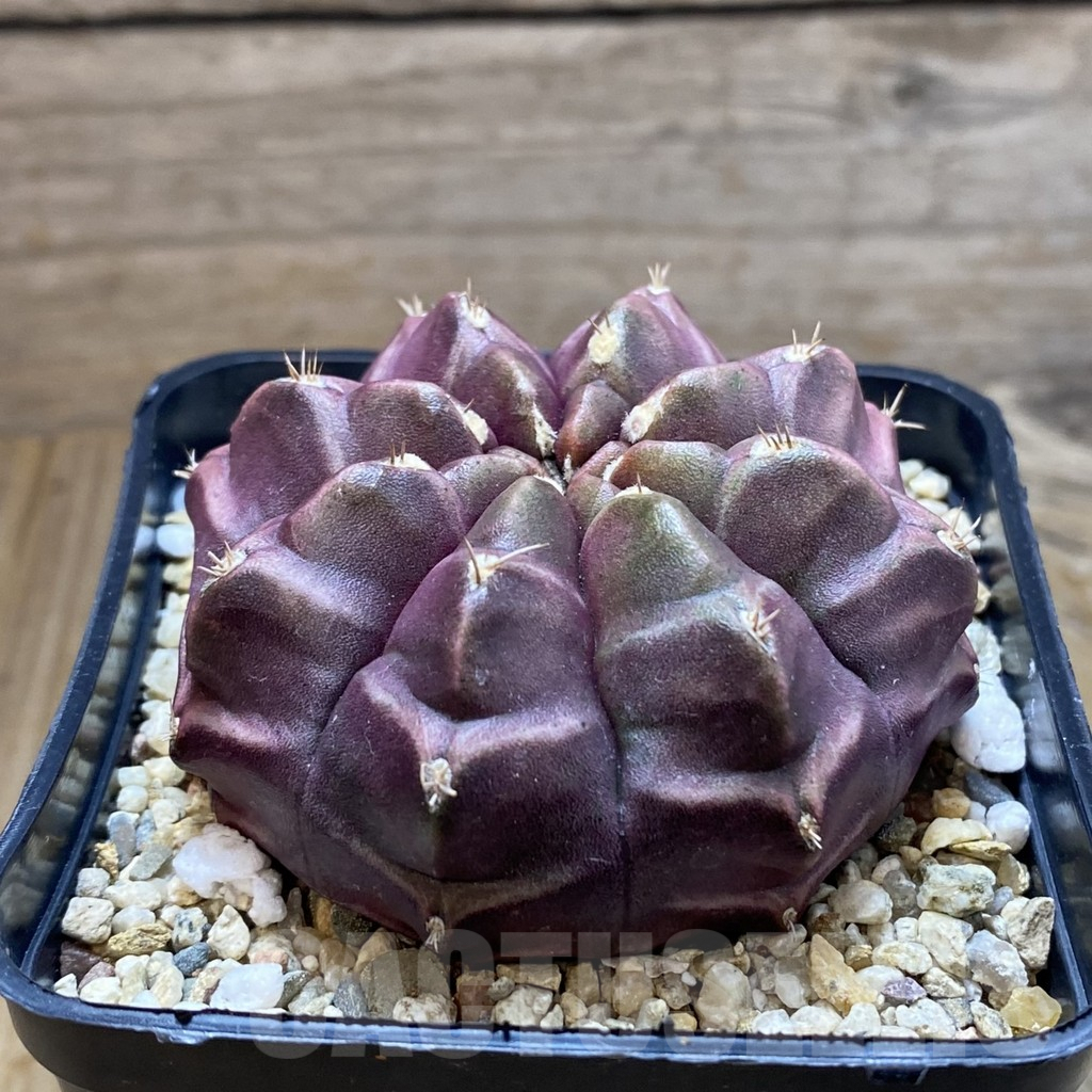 SH8243 Gymnocalycium mihanovichii ‘Day Dream’, seedling – Image 2