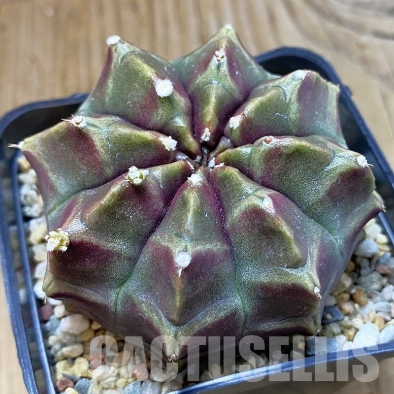 SH8244 Gymnocalycium mihanovichii ‘Day Dream’, seedling