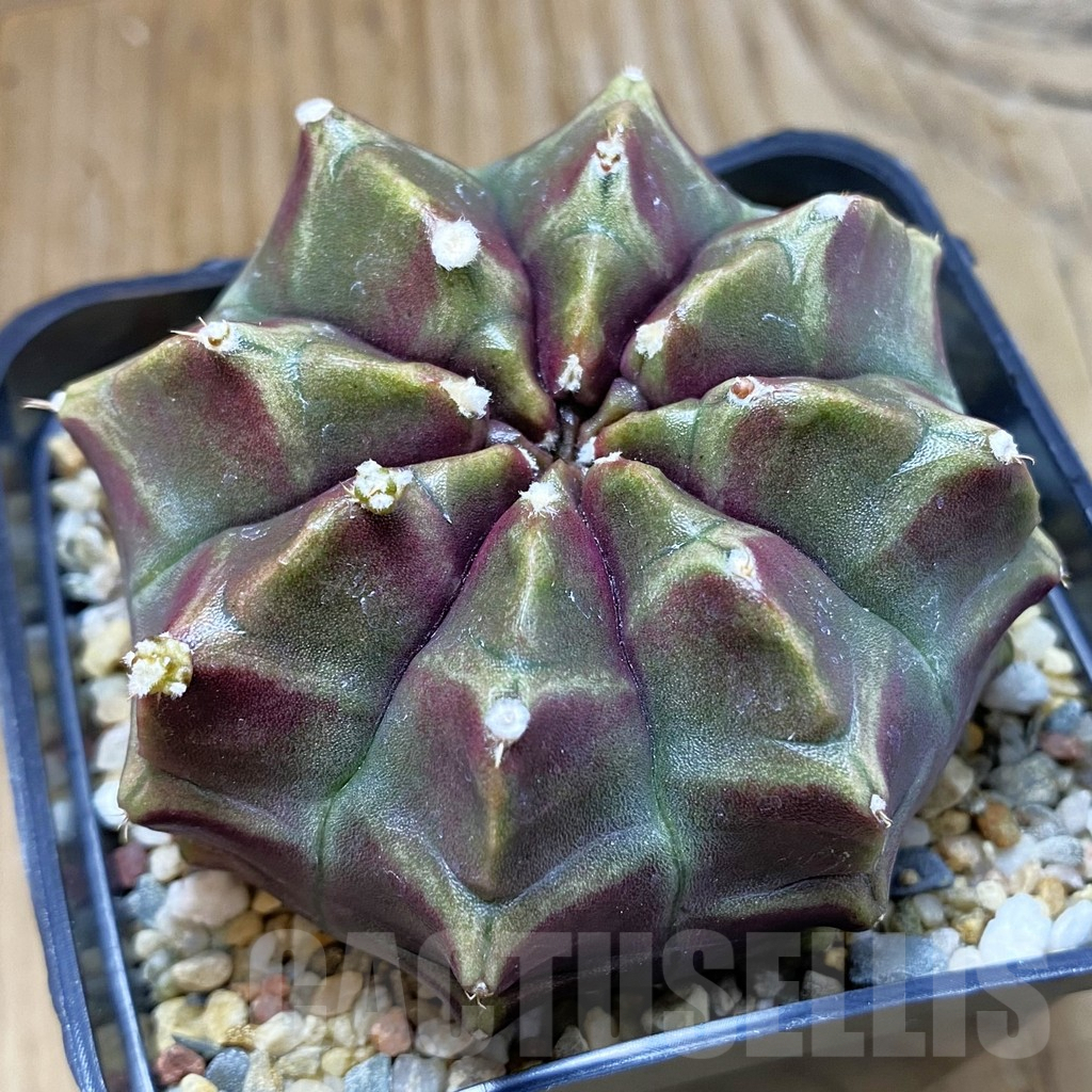 SH8244 Gymnocalycium mihanovichii ‘Day Dream’, seedling