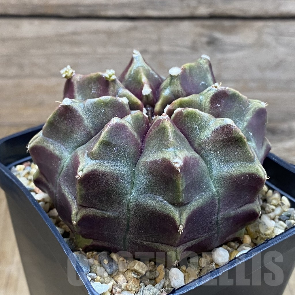 SH8244 Gymnocalycium mihanovichii ‘Day Dream’, seedling - Image 2