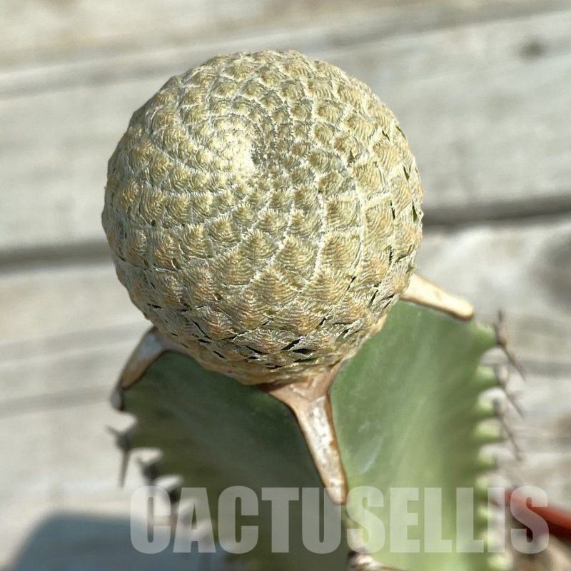 SH8195 Euphorbia piscidermis, grafted