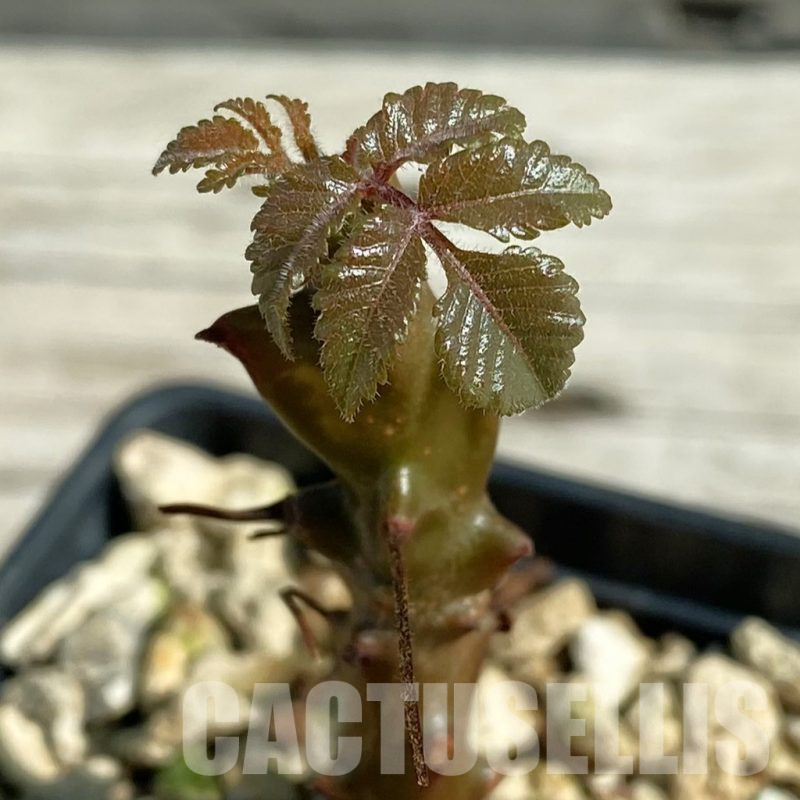 SH8202 Beiselia mexicana