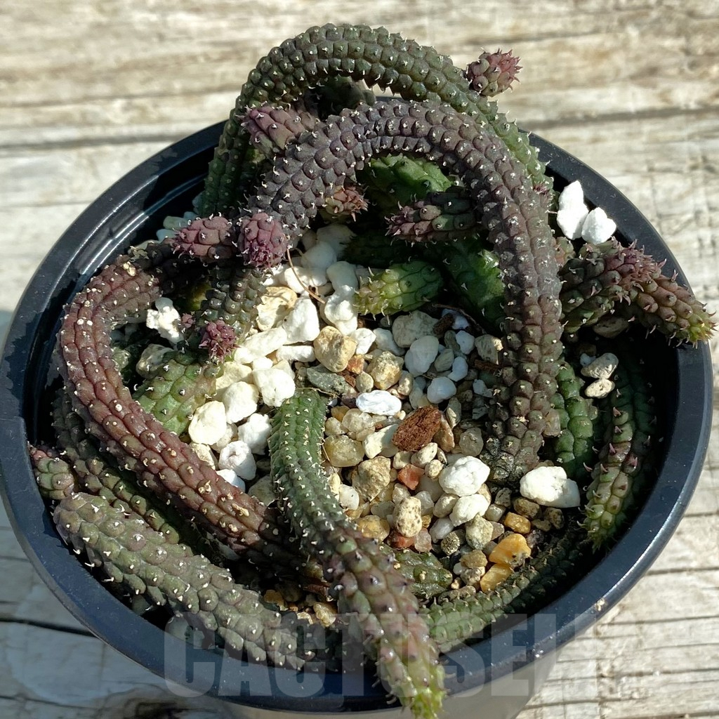 SH8205 Echidnopsis oviflora