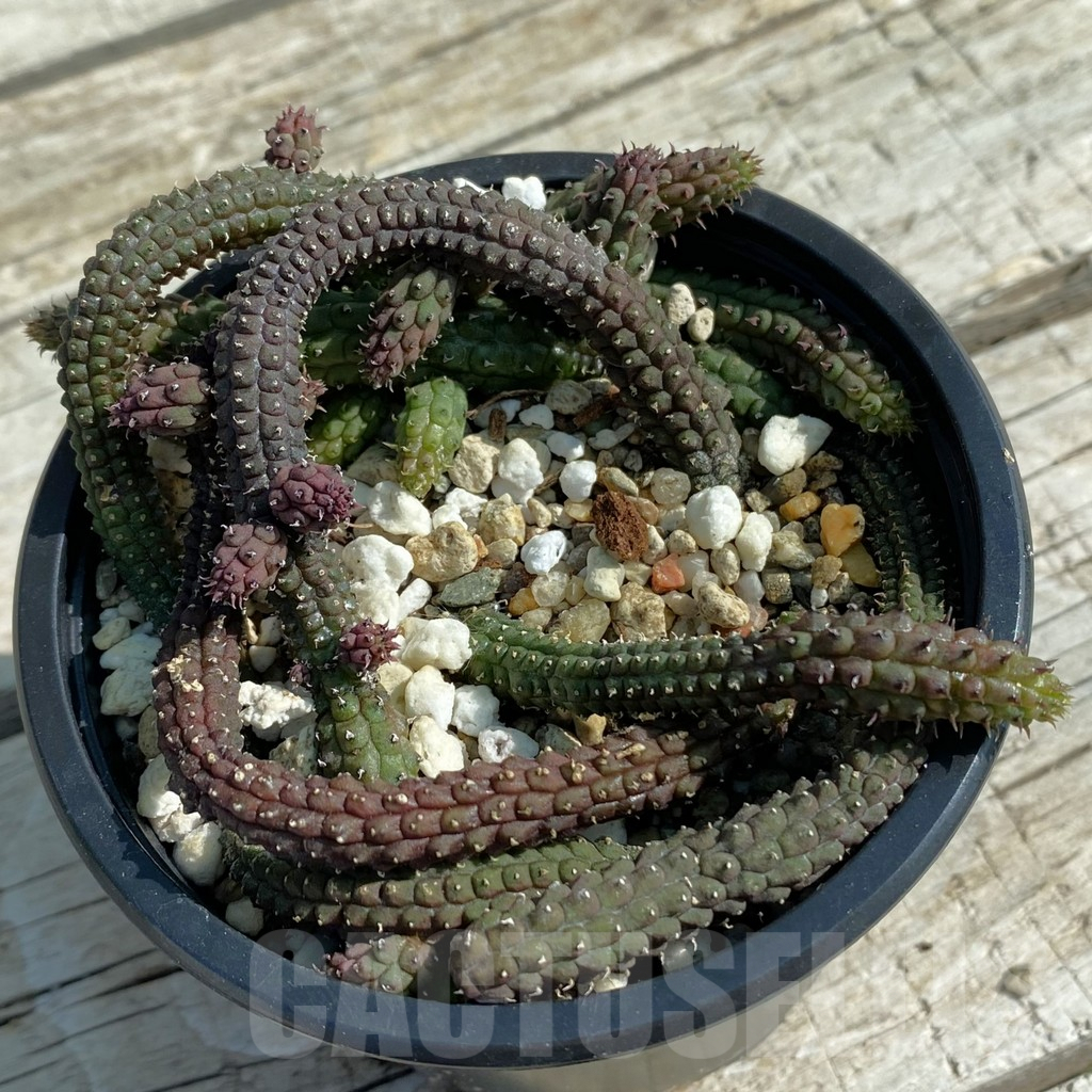 SH8205 Echidnopsis oviflora – Bild 2