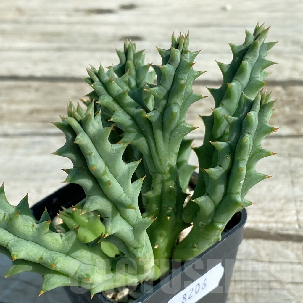SH8206 Huernia hystrix