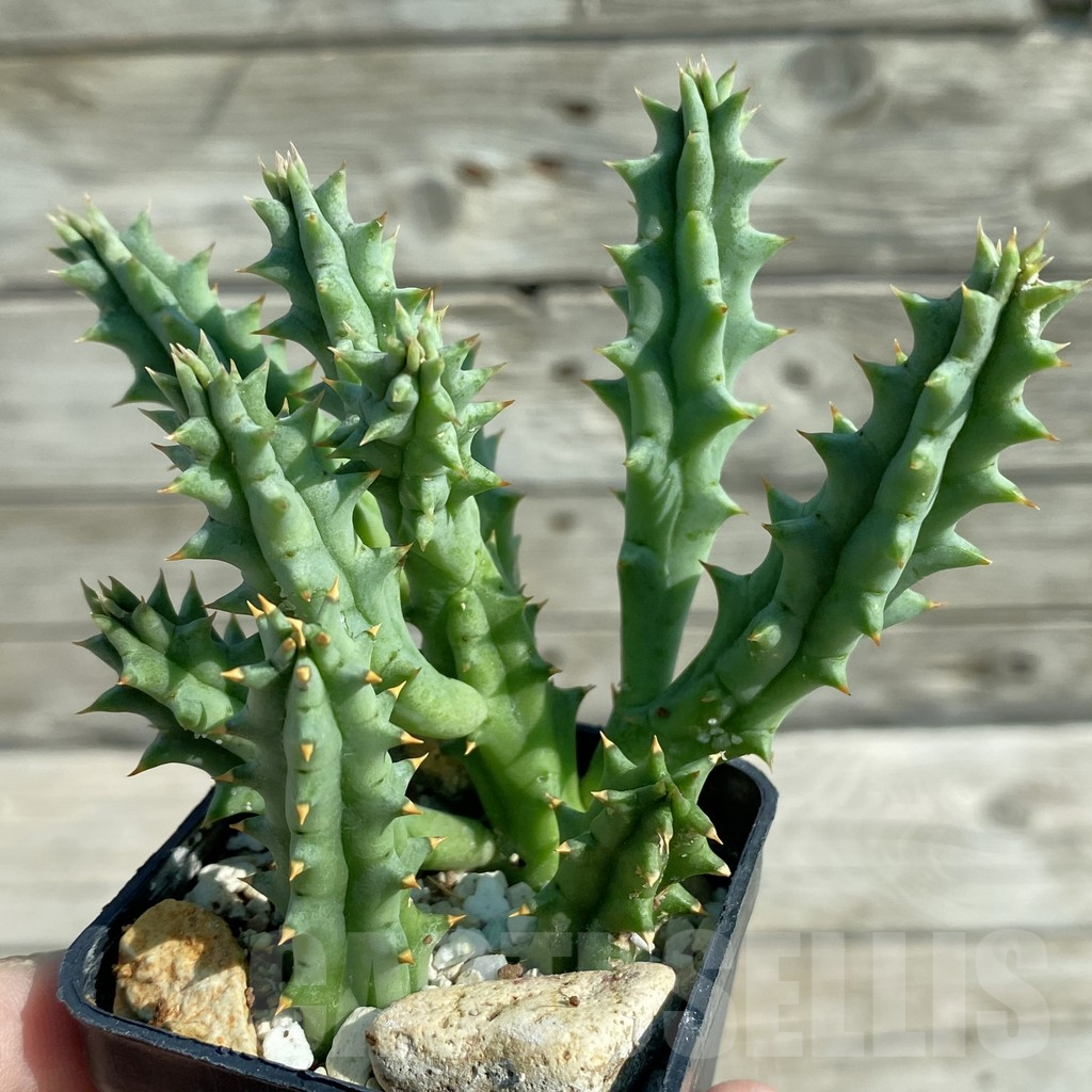 SH8206 Huernia hystrix - 画像 (2)