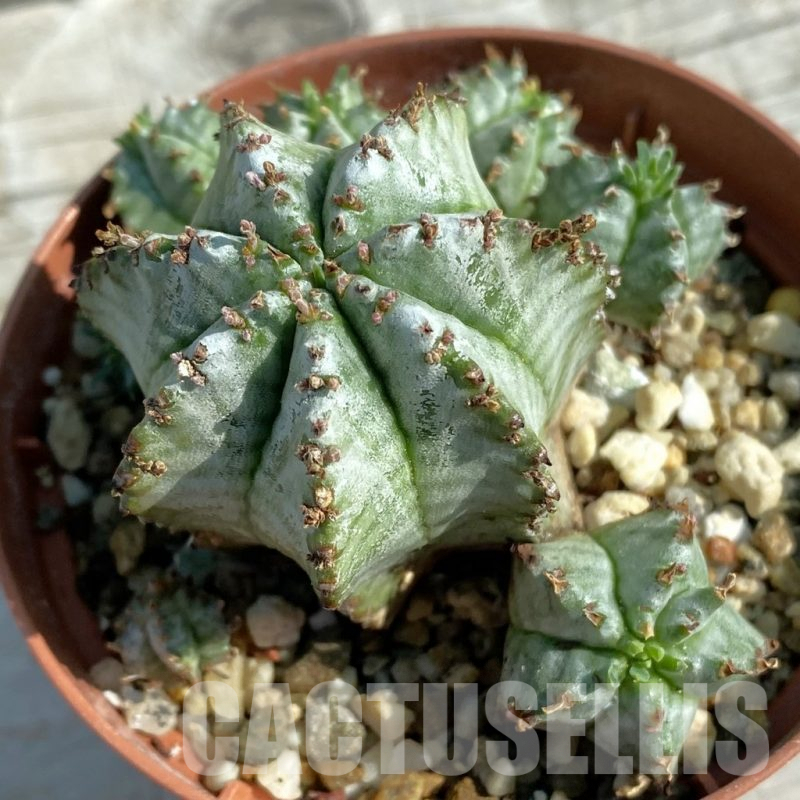 SH8208 Euphorbia horrida hybrid