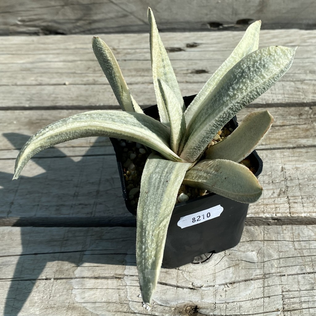 SH8210 Gasteria batesiana f. variegata - Image 2