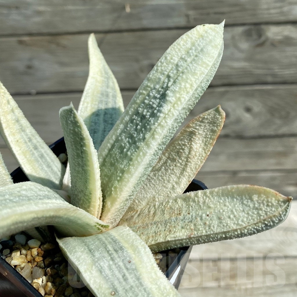 SH8210 Gasteria batesiana f. variegata