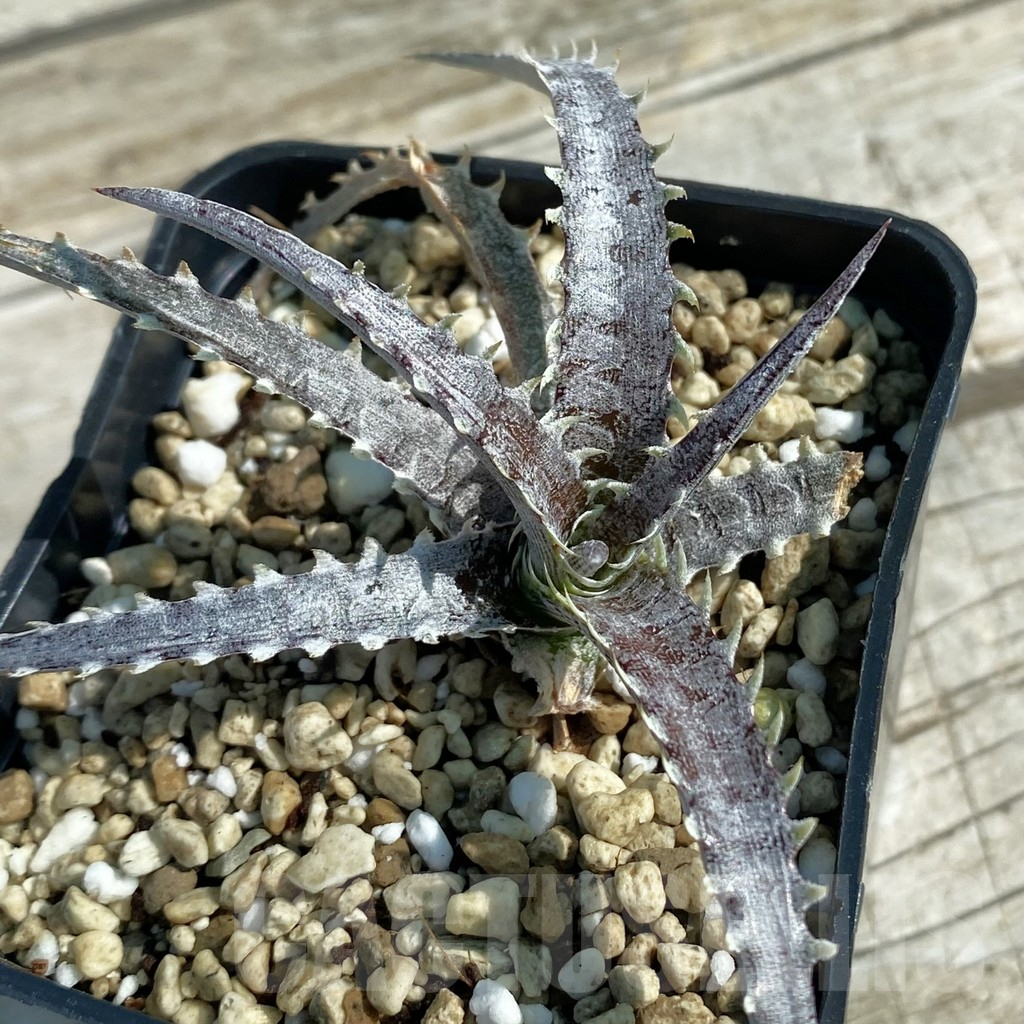 SH8211 Dyckia hybrid, seedling