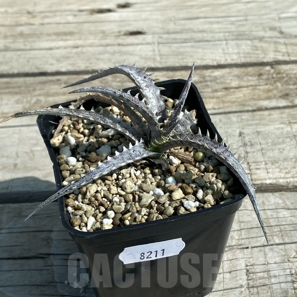 SH8211 Dyckia hybrid, seedling - Image 2