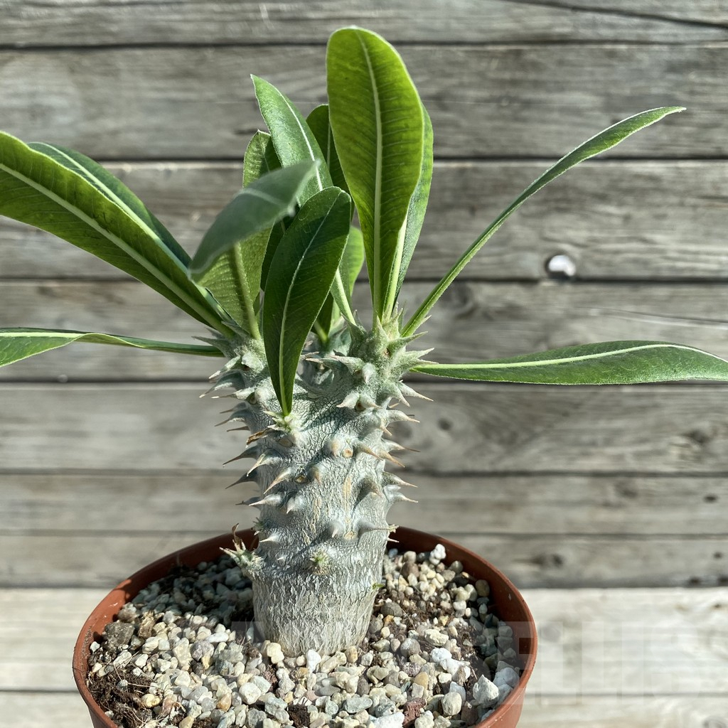 SH8213 Pachypodium horombense - Image 2