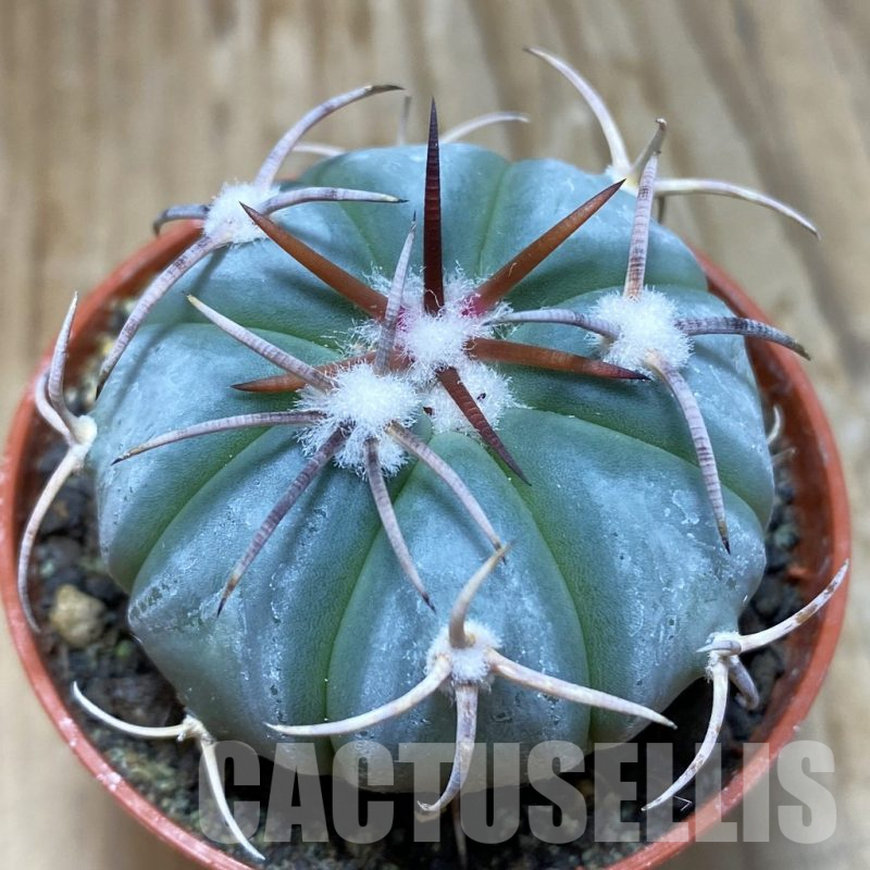 SH8346 Echinocactus horizonthalonius MR 21