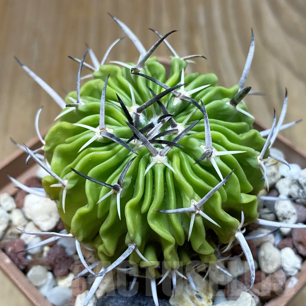 SH8355 Echinofossulocactus sp. -Black spines-
