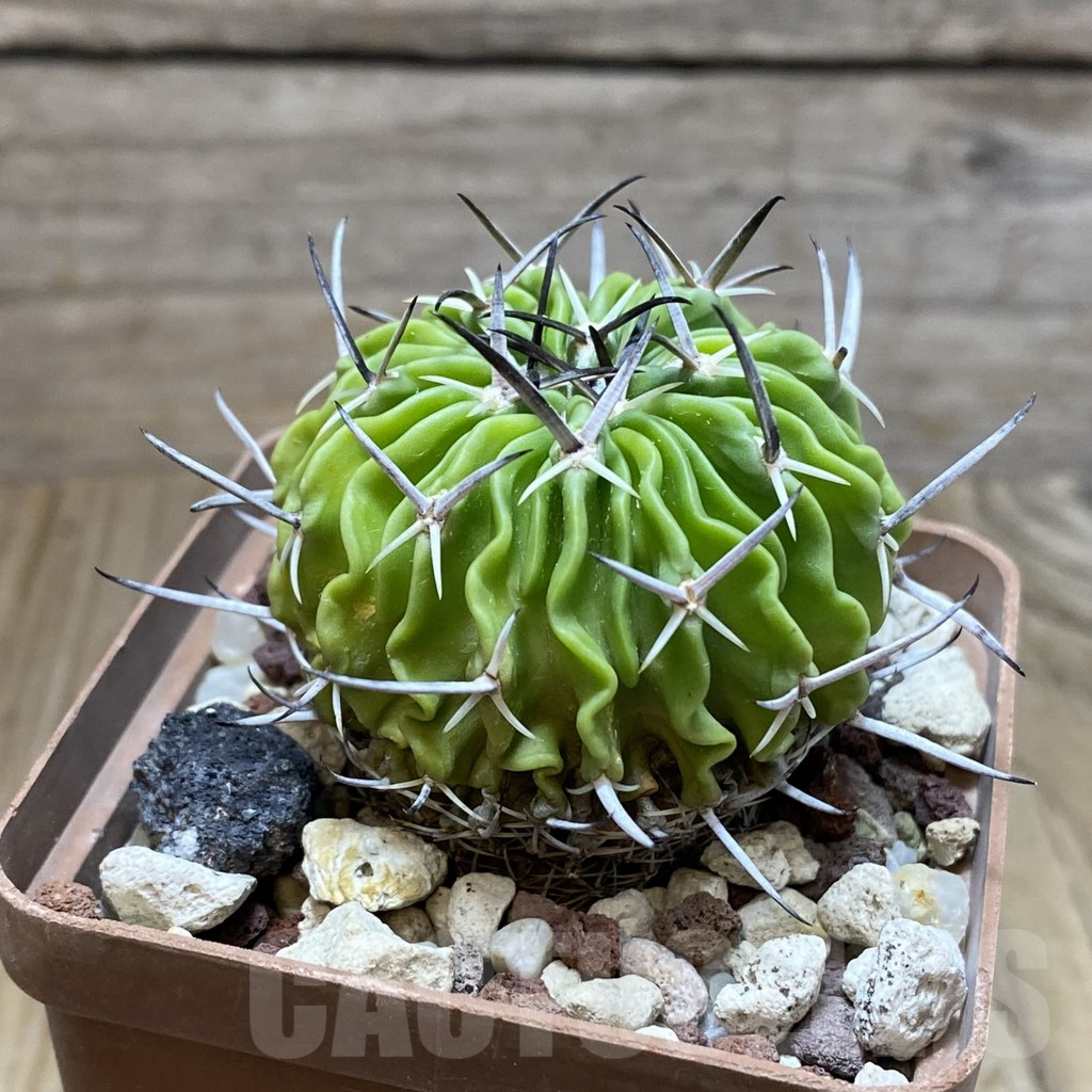 SH8355 Echinofossulocactus sp. -Black spines- - Image 2