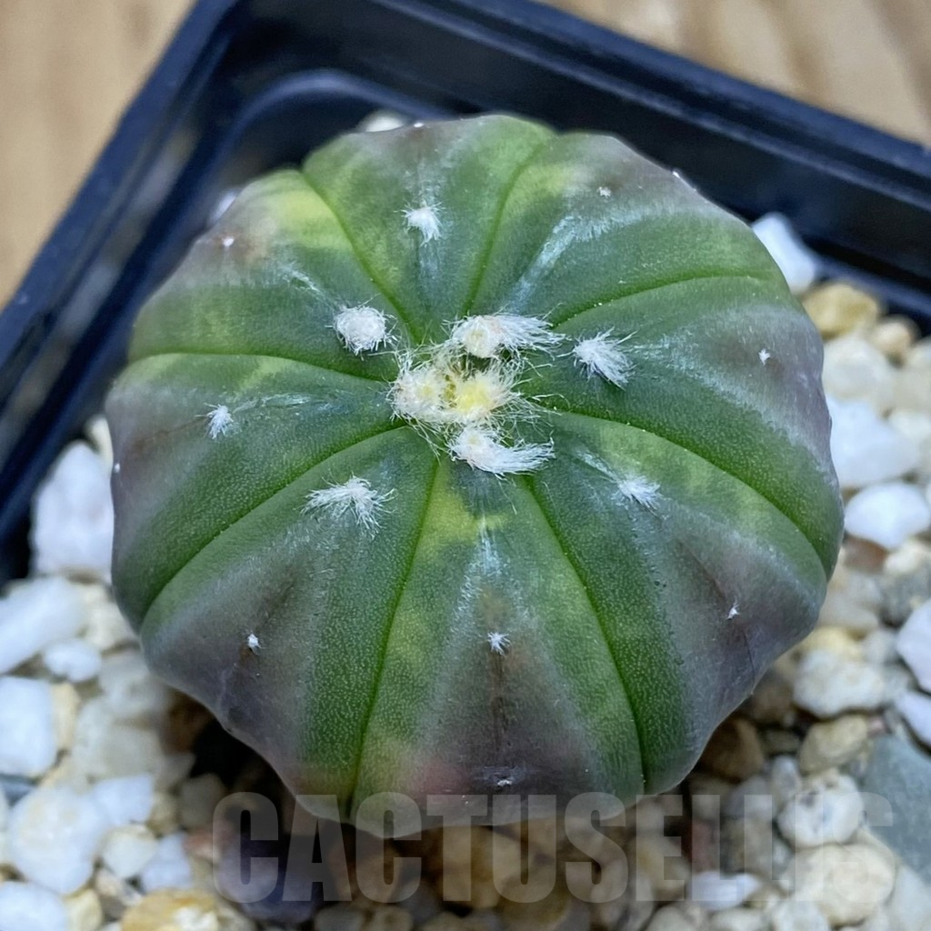 SH8360 Astrophytum asterias f. variegata