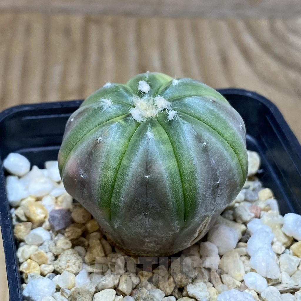 SH8360 Astrophytum asterias f. variegata - Imagen 2