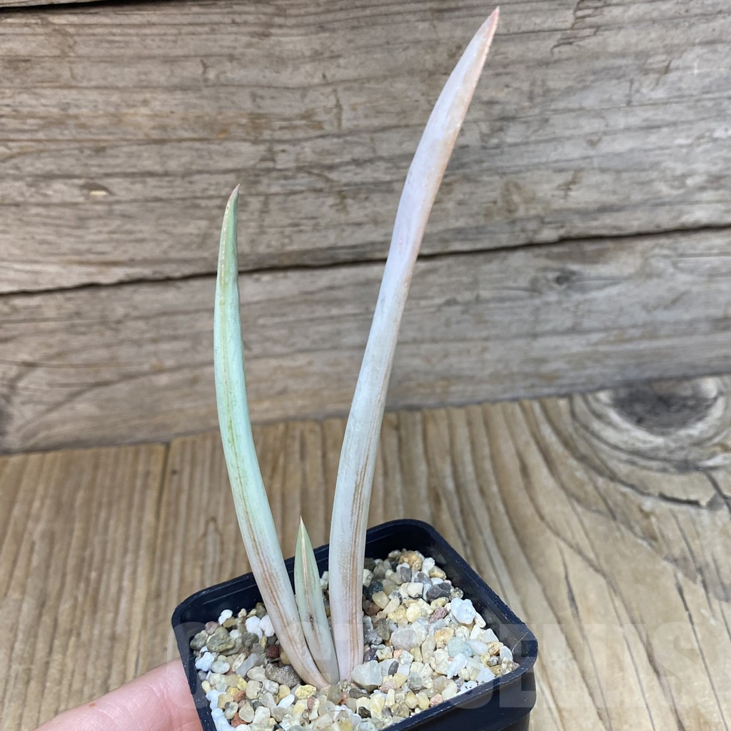 SH8362 Aloe plicatilis - Image 2