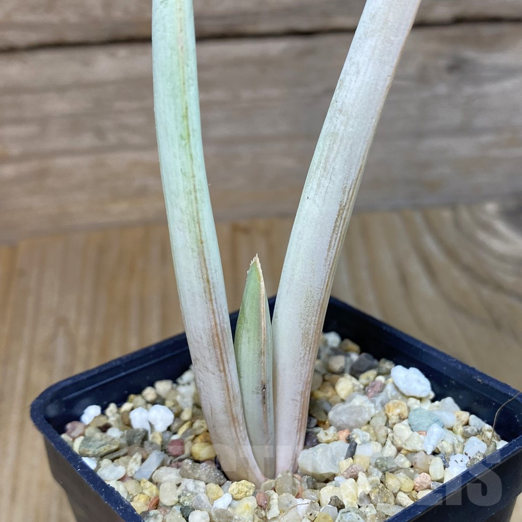 SH8362 Aloe plicatilis