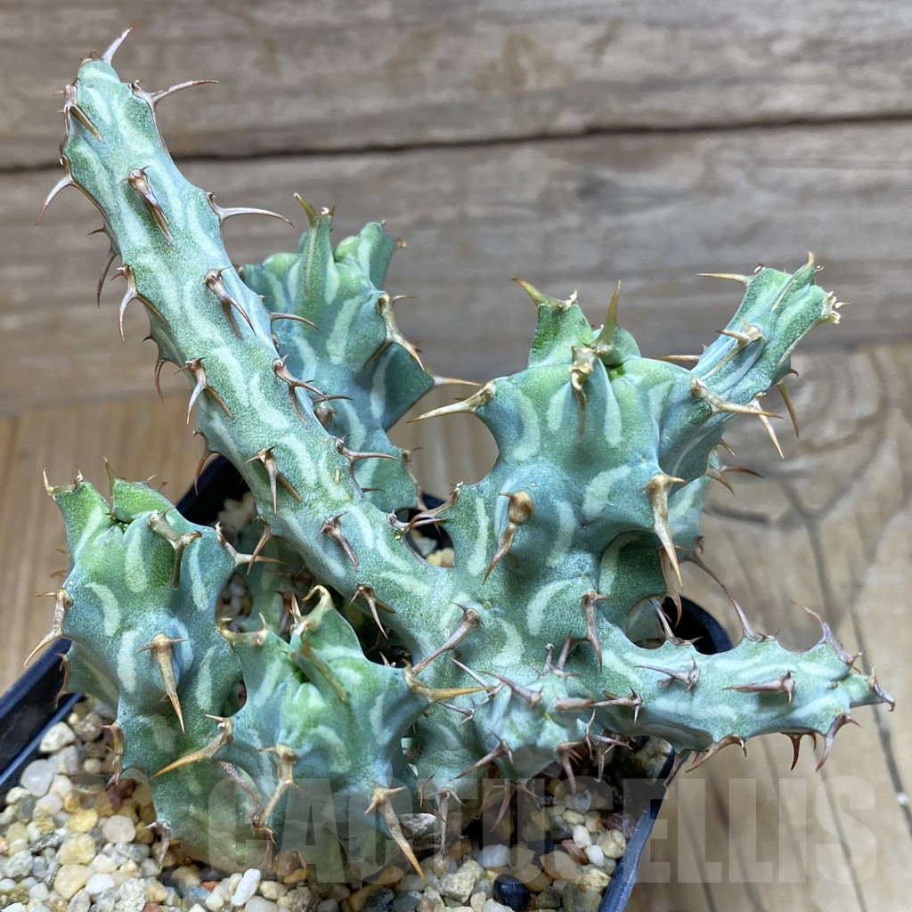 SH8364 Euphorbia schizacantha