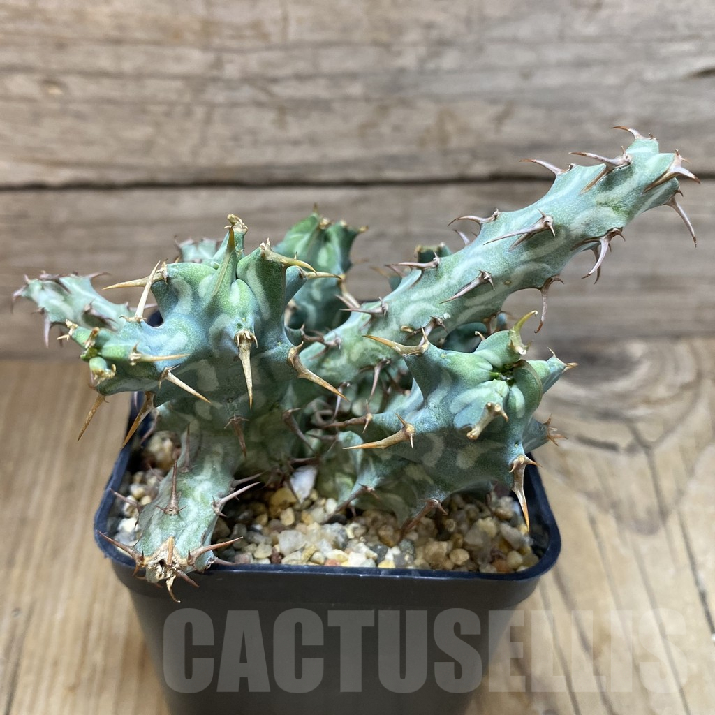 SH8364 Euphorbia schizacantha - immagine 2