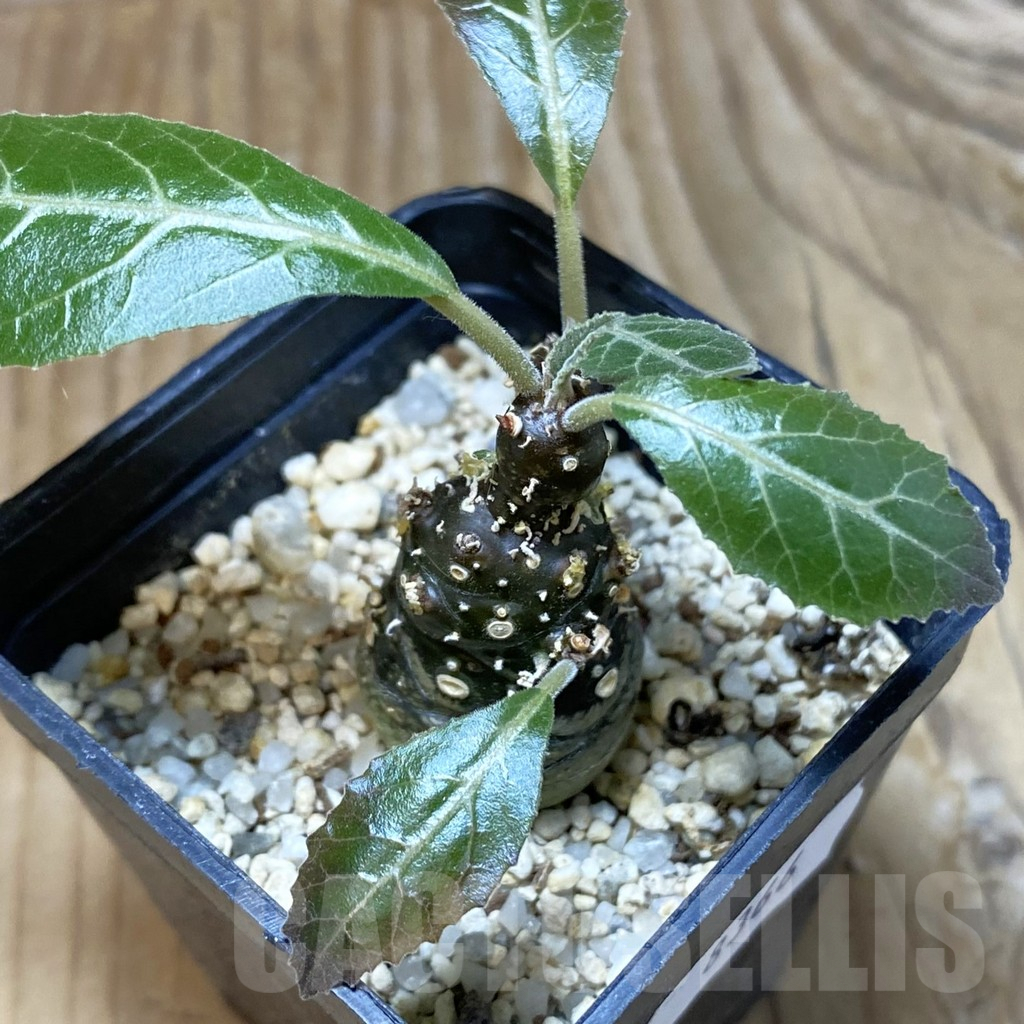 SH8366 Dorstenia lancifolia