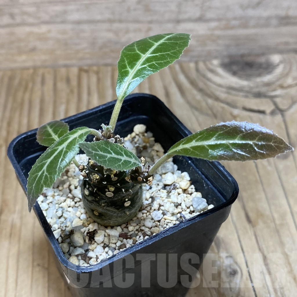SH8366 Dorstenia lancifolia - immagine 2