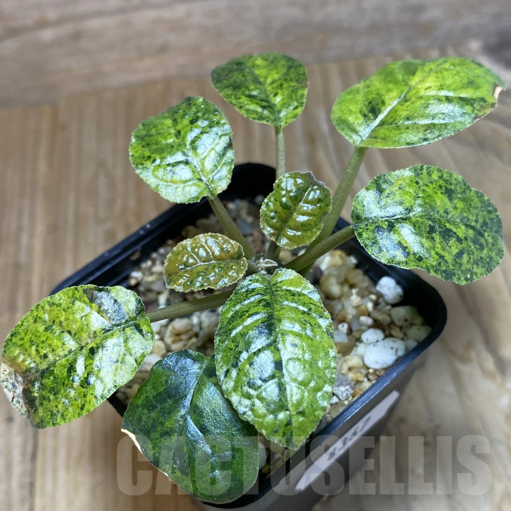 SH8367 Dorstenia foetida f. variegata