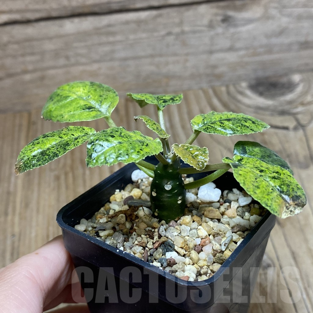 SH8367 Dorstenia foetida f. variegata - immagine 2