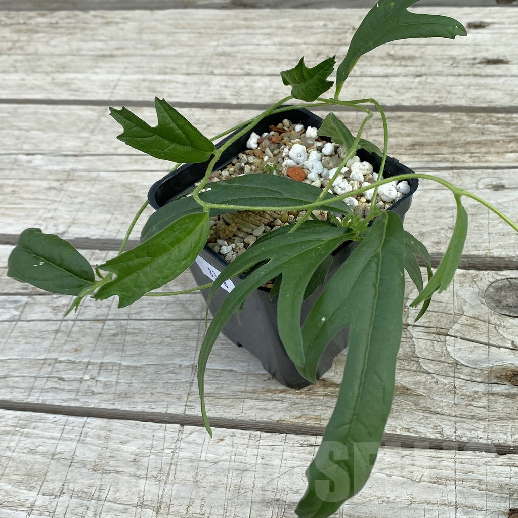 SH8368 Trochomeria polymorpha -Zambia-