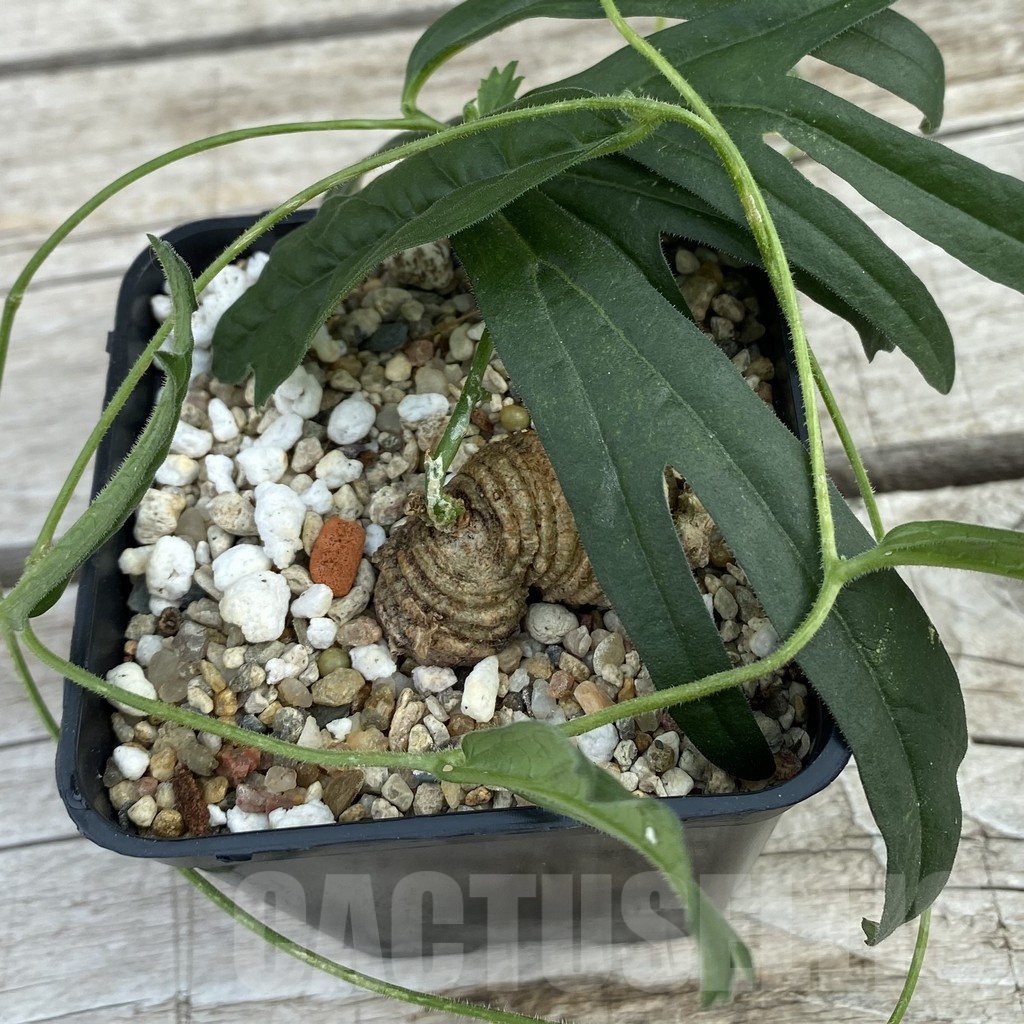 SH8368 Trochomeria polymorpha -Zambia- - immagine 2