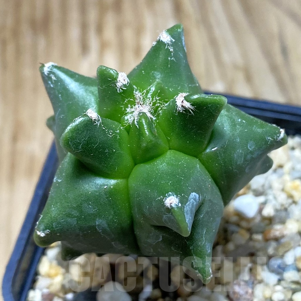 SH8372 Astrophytum myriostigma ‘Kikko’