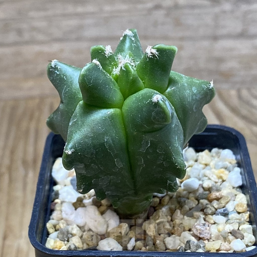 SH8372 Astrophytum myriostigma ‘Kikko’ - Image 2