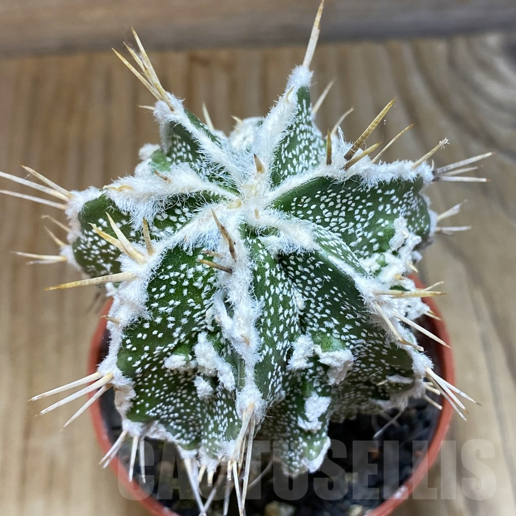 SH6162 Astrophytum ornatum ‘Dinosaur’ (Fukuryu Hannya)