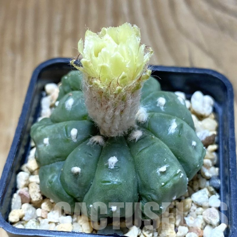SH7980 Astrophytum asterias ‘Kikko Lizart Skin’